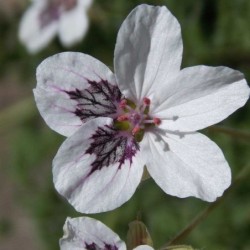 Bec de grue 'Stephanie'