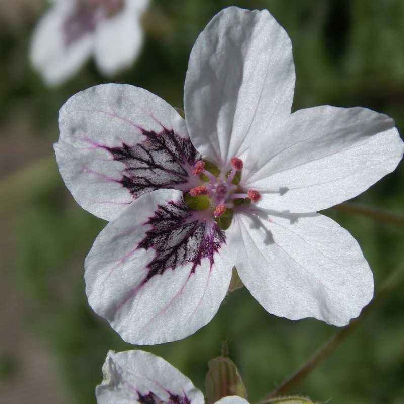 Bec de grue 'Stephanie'