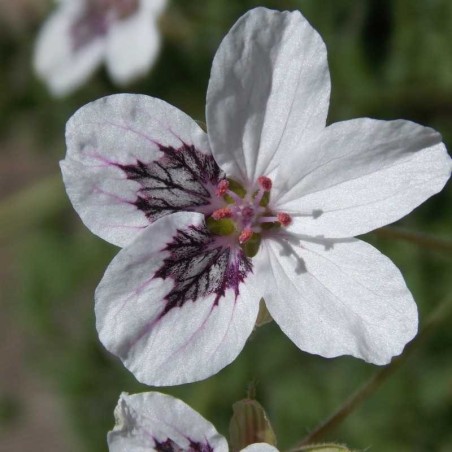 Bec de grue 'Stephanie'