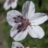 Bec de grue 'Stephanie'