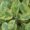Sauge officinale 'Icterina'