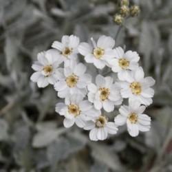 Achillée couvre sol