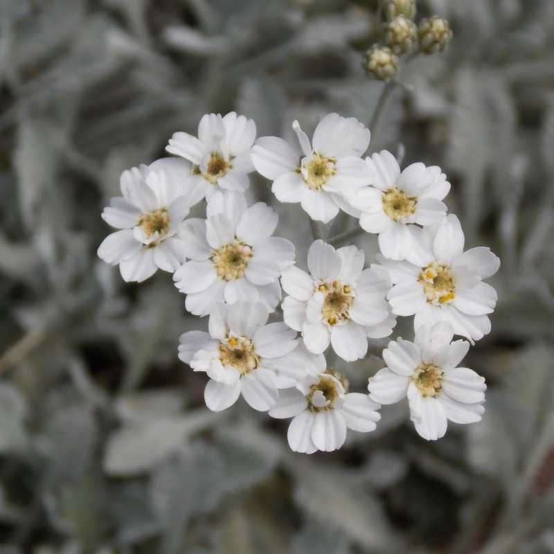 Achillée couvre sol