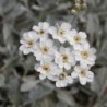 Achillée couvre sol