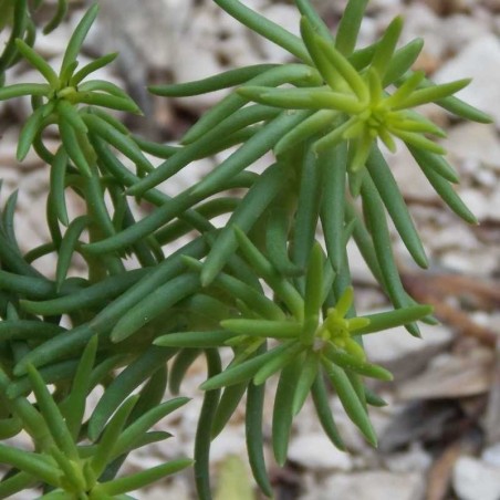Orpin doré Angelina