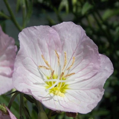 Onagre rose