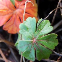 Géranium Cambridge
