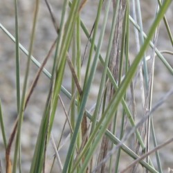 Muhlenbergia lindheimeri