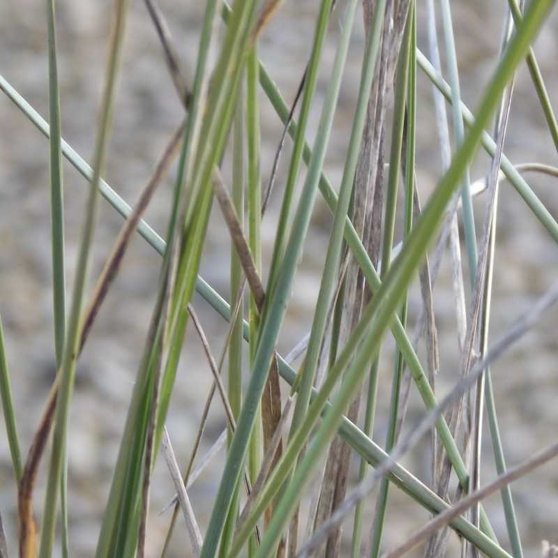 Muhlenbergia lindheimeri
