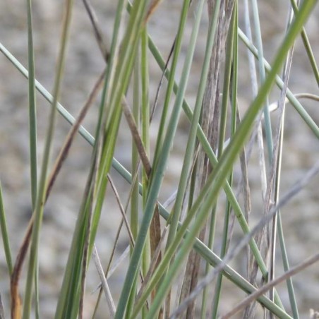Muhlenbergia lindheimeri