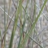 Muhlenbergia lindheimeri