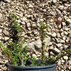 Cotoneaster rampant à petites feuilles
