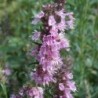 Hysope officinale Rose