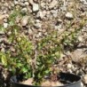 Cotoneaster de Diels