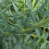 Hysope officinale Rose