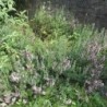 Hysope officinale Rose