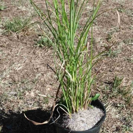 Miscanthus Gracillimus