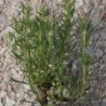 Hysope officinale Rose