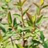 Millepertuis arbustif