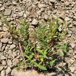 Millepertuis arbustif