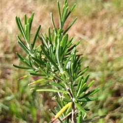 Romarin rampant Repens