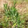 Romarin rampant Repens