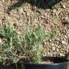 Romarin rampant Repens