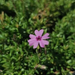 Phlox rampant rose Fort Hill