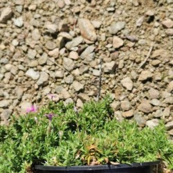 Phlox rampant rose Fort Hill