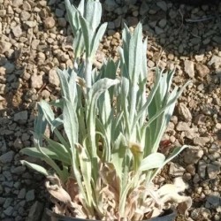 Coquelourde des jardins