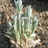 Coquelourde des jardins