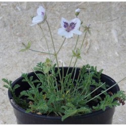 Bec de grue 'Stephanie'