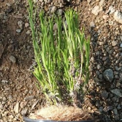 Lavande naine 'Silver Dwarf'
