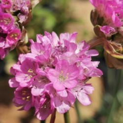 Gazon d'Espagne rose 'Splendens'