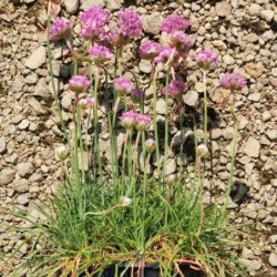 Gazon d'Espagne rose 'Splendens'