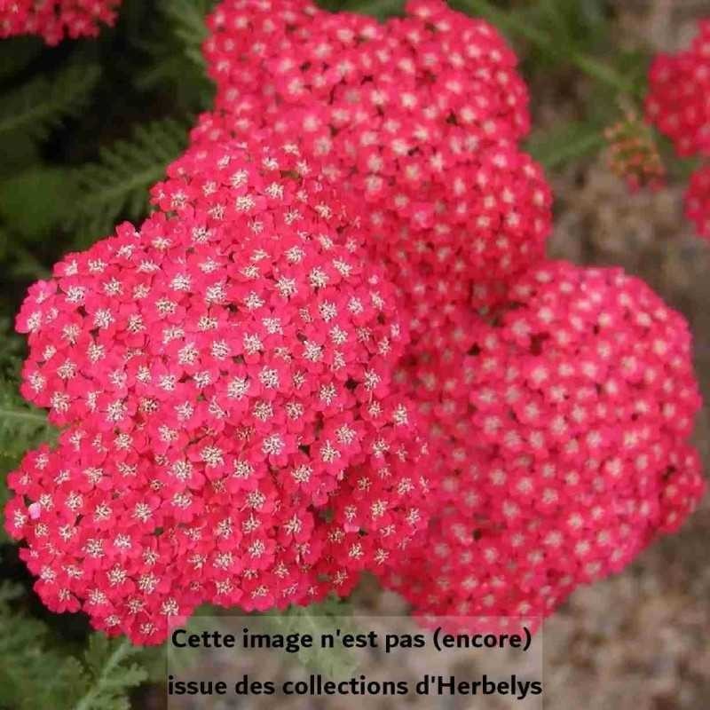 Achillée millefleurs Wesersandstein