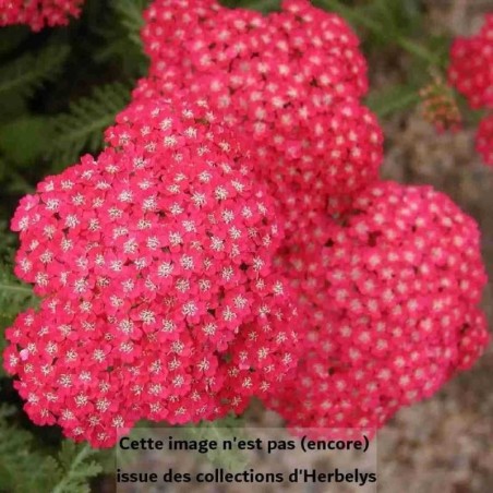 Achillée millefleurs Wesersandstein