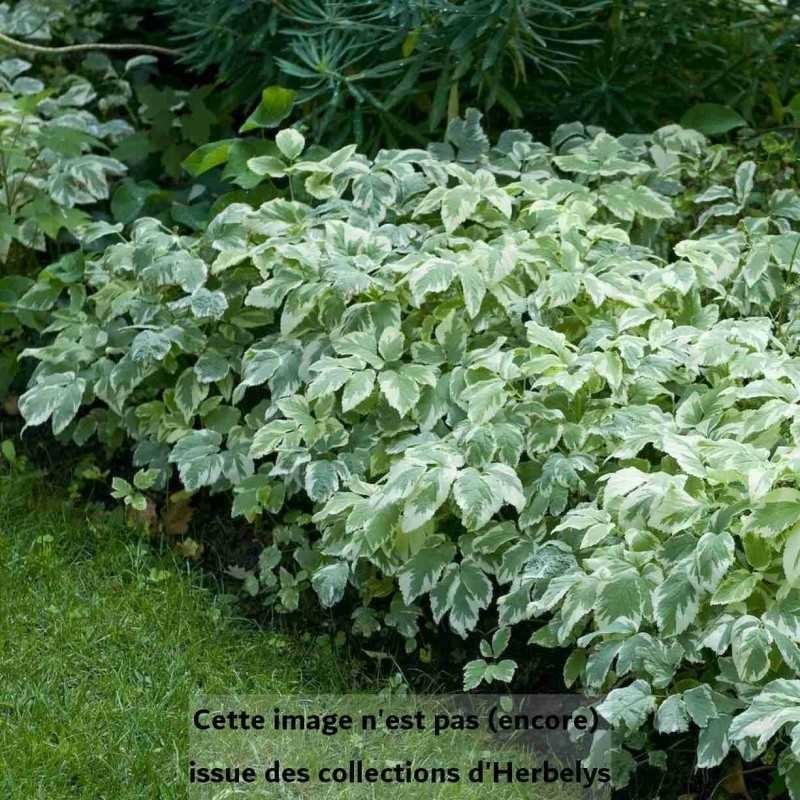 Herbe aux goutteux panachée