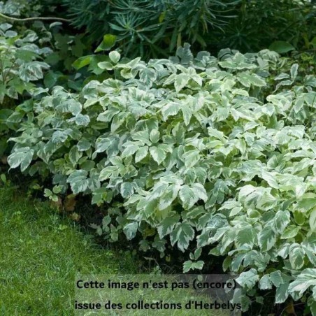 Herbe aux goutteux panachée