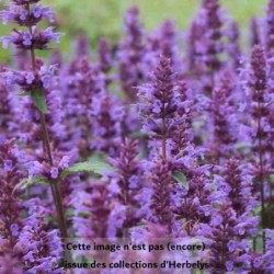 Agastasche foeniculum