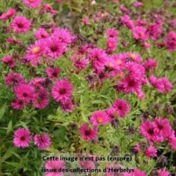 Aster dumosus Jenny