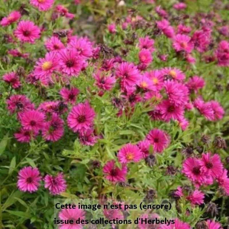 Aster dumosus Jenny