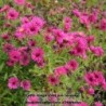 Aster dumosus Jenny
