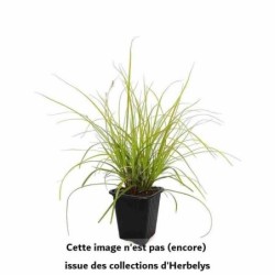 Laîche Oshimensis Everillo