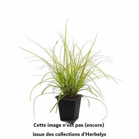 Laîche Oshimensis Everillo
