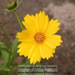 Œil de jeune fille à grandes fleurs