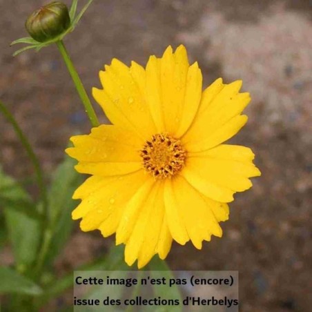 Œil de jeune fille à grandes fleurs