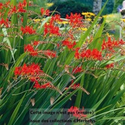 Crocosmia Lucifer