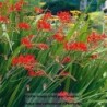 Crocosmia Lucifer