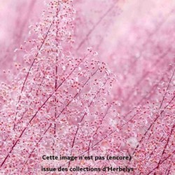 Herbe d'amour spectabilis